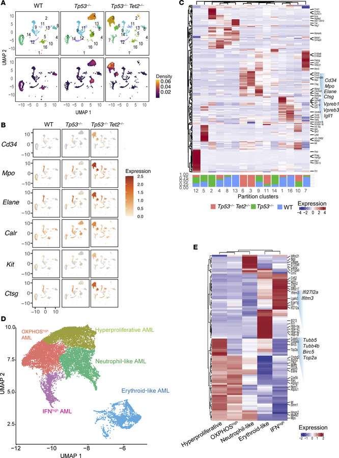 
Tp53/Tet2 comutant AML displays unique transcriptional signatures.
(A) ...
