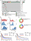 TET2 mutations are common in TP53-mutant AML and confer an inferior outcome