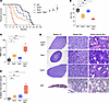 Hematopoietic–cell specific Tp53- and Tet2-KO mice develop lethal leukemia.
