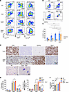 Tp53/Tet2 double-KO mice develop AML characterized by expansion of granuloc