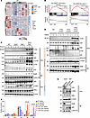 Myeloid predisposition and enhanced innate immune signaling in Tp53–/–Tet2–