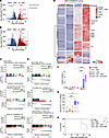 Mutant Tp53 and Tet2 cooperatively transform murine GMP progenitors.