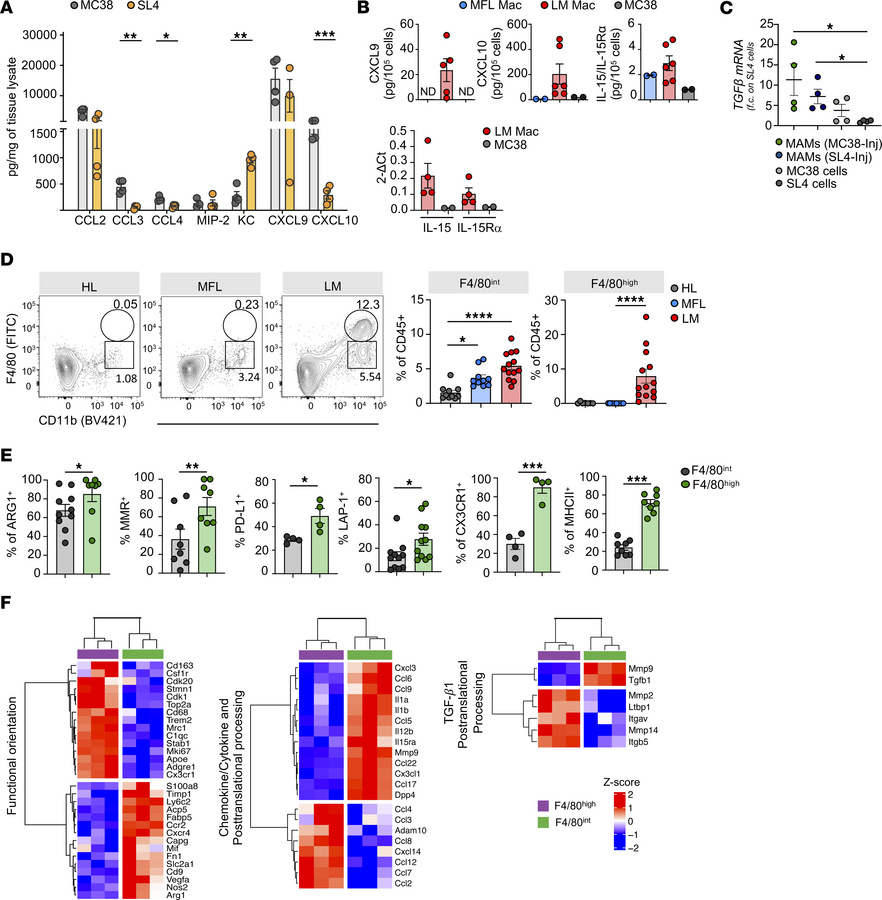 Macrophages showing TAM-like features accumulate in MC38-induced liver m...