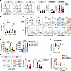 CD49a+ NK cells accumulate in metastasis parenchyma and acquire features of