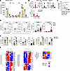 Macrophages showing TAM-like features accumulate in MC38-induced liver meta