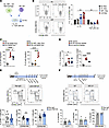 MAMs specifically induce acquisition of CD49a+ NK cell features by NK cells