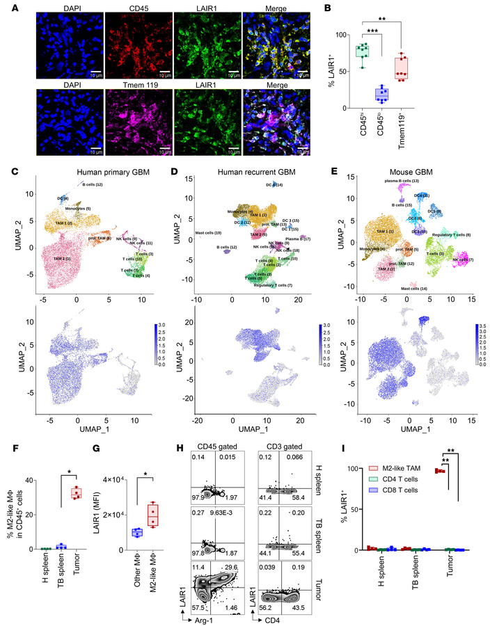 LAIR1 is mainly on CD45hi myeloid cells in human GBM.
(A) IF images of t...