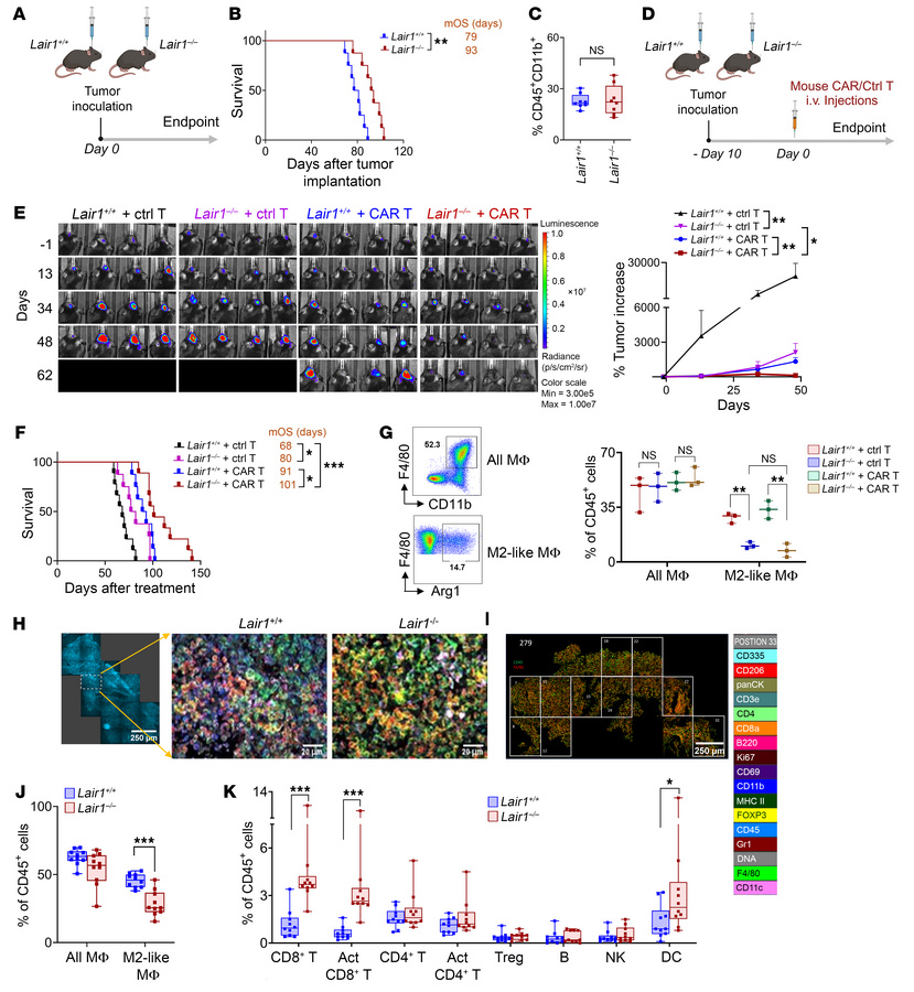 
Lair1 knockout enhances antitumor immunity.
(A) Experimental design. Fe...