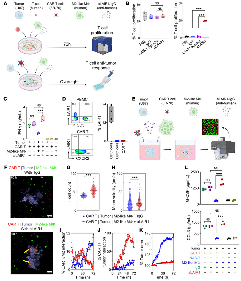 Human aLAIR1 reverses M2-like, MΦ-mediated T cell suppression.
(A) Exper...