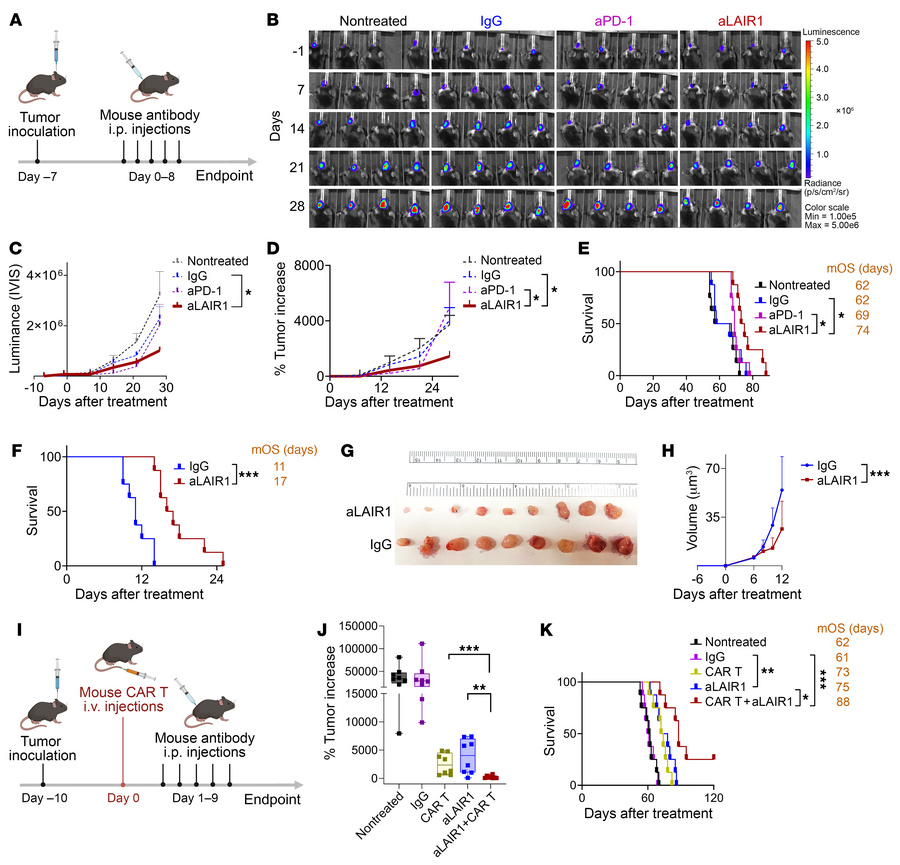 Mouse aLAIR1 enhances antitumor response in tumor models.
(A) Experiment...
