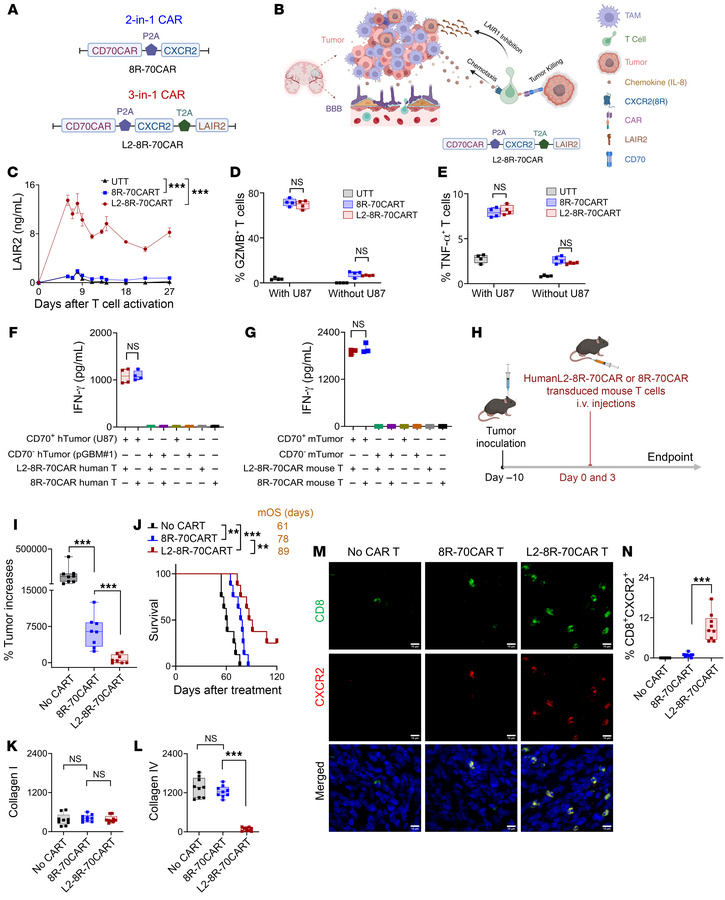 L2-8R-70CAR T cells enhance the antitumor response.
(A) Diagram of human...