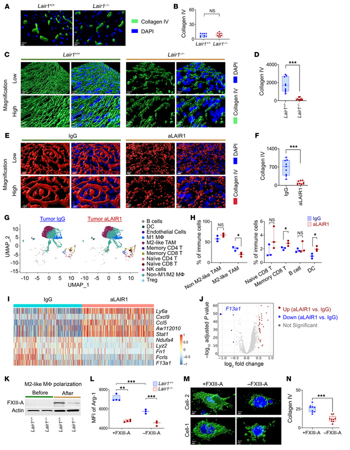 LAIR1 inhibition reduces tumor collagen IV by lowering FXIII-A in M2-lik...
