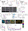 Lair1 knockout enhances antitumor immunity.