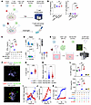 Human aLAIR1 reverses M2-like, MΦ-mediated T cell suppression.