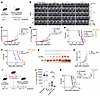 Mouse aLAIR1 enhances antitumor response in tumor models.