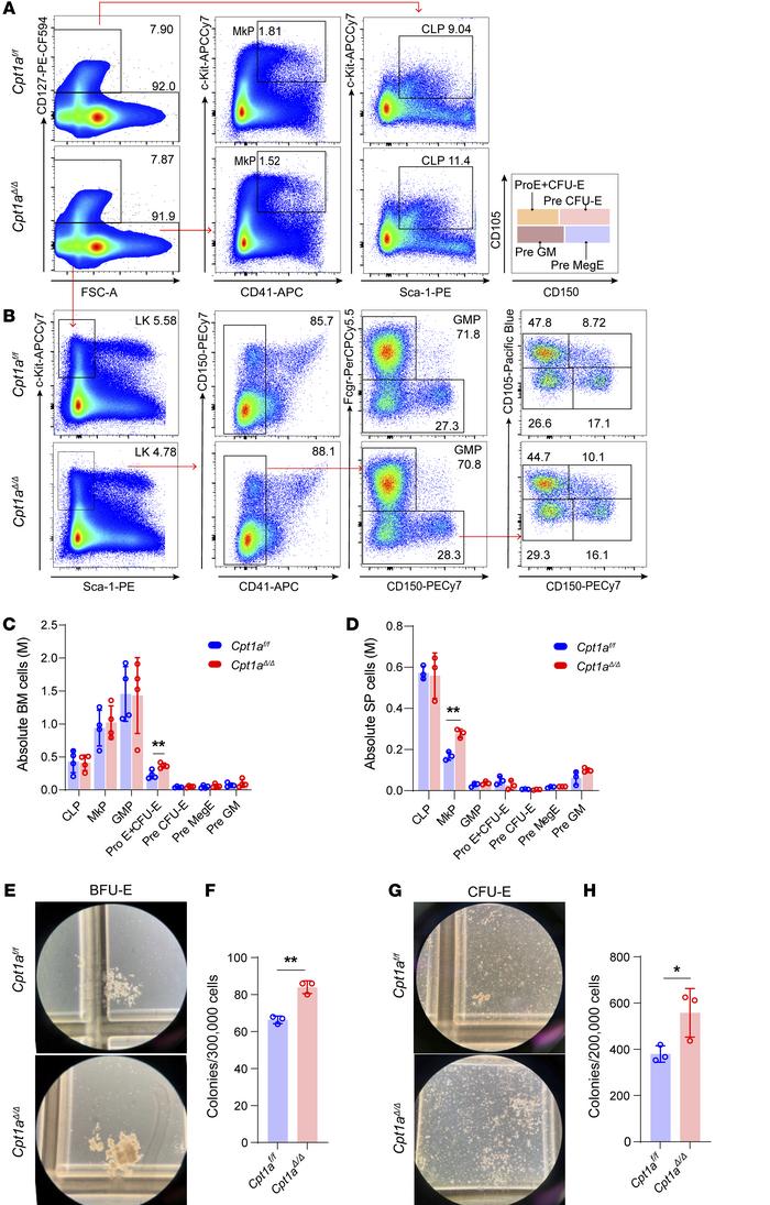 
Cpt1aΔ/Δ augments early erythroid progenitors but is dispensable for te...