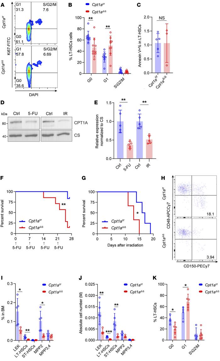 Loss of quiescence in Cpt1aΔ/Δ HSCs and hypersensitivity to genotoxic st...
