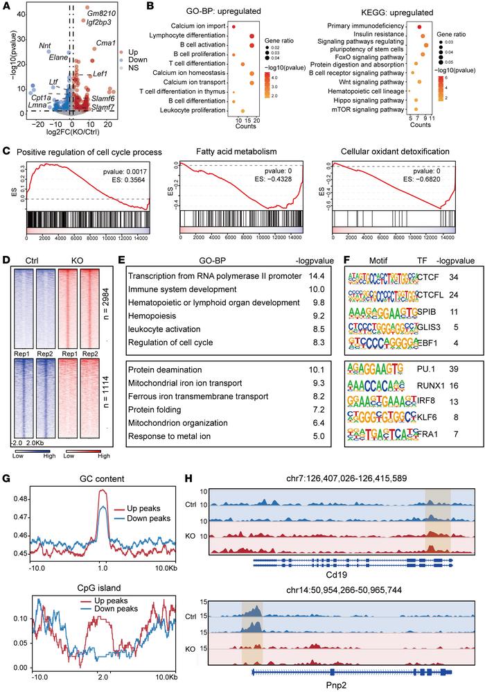 Transcriptional changes including increased expression of cell-cycle gen...