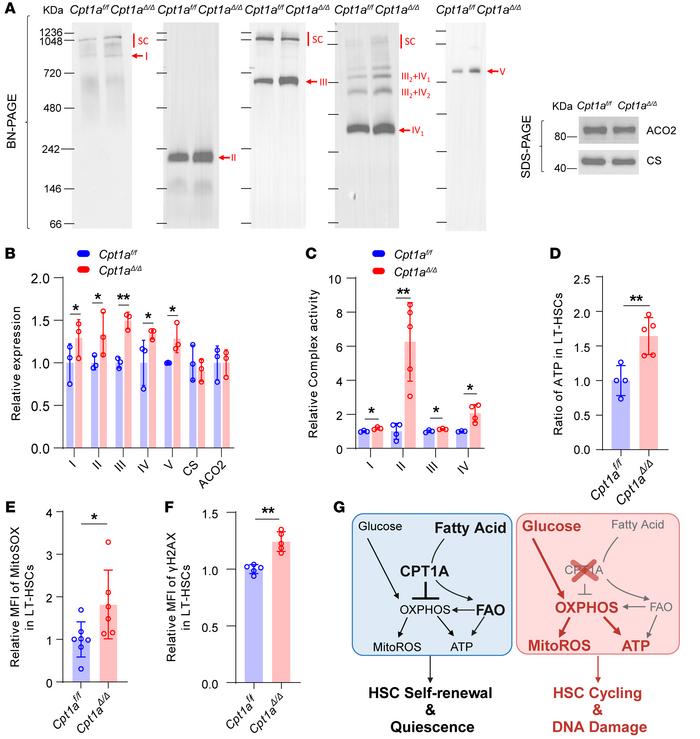 Increased levels and activity of mitochondrial respiratory complex compo...
