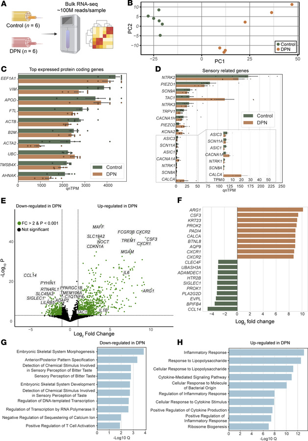 Transcriptomic profiling of human sural nerves reveals gene expression c...