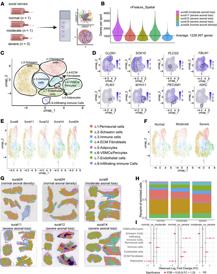 Spatial transcriptomic profiling of human sural nerves with varying degr...