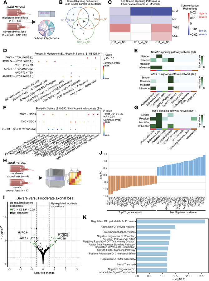 Comparative analysis in sural nerves with moderate versus severe axonal ...
