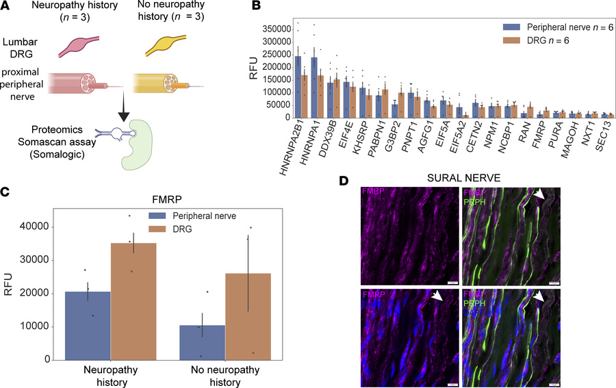 RNA-binding proteins in the human peripheral nervous system.
(A) Overvie...