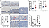 Proliferation and apoptosis changes in mouse colon epithelium with Apc (A)