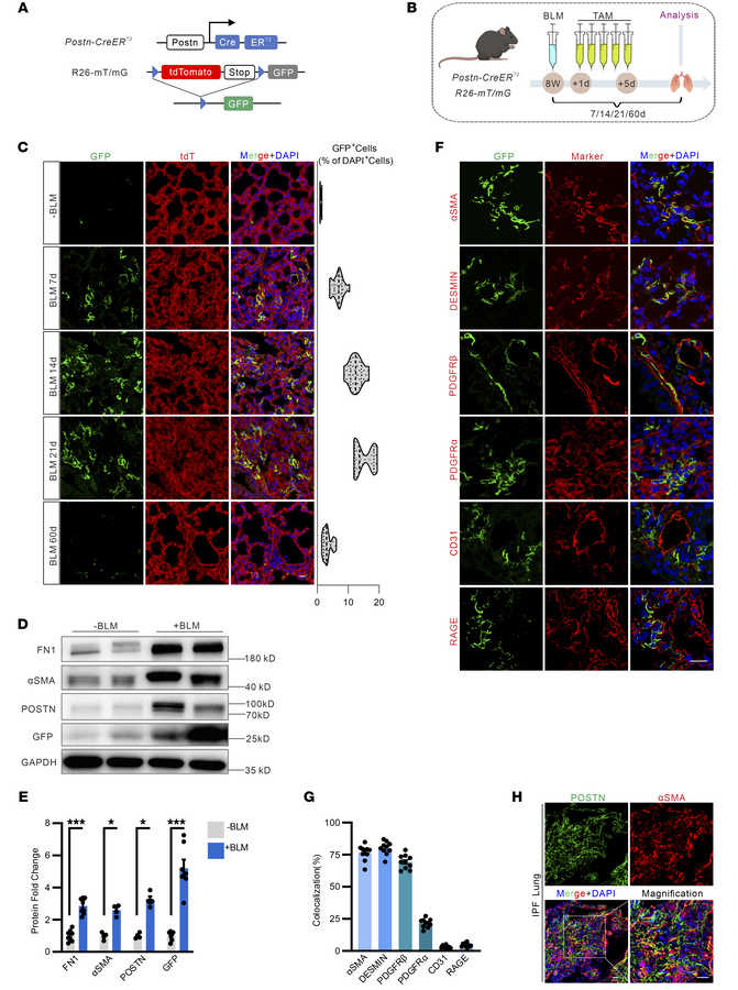 Postn+ cell lineage tracing during lung fibrosis.
(A) Schematic represen...