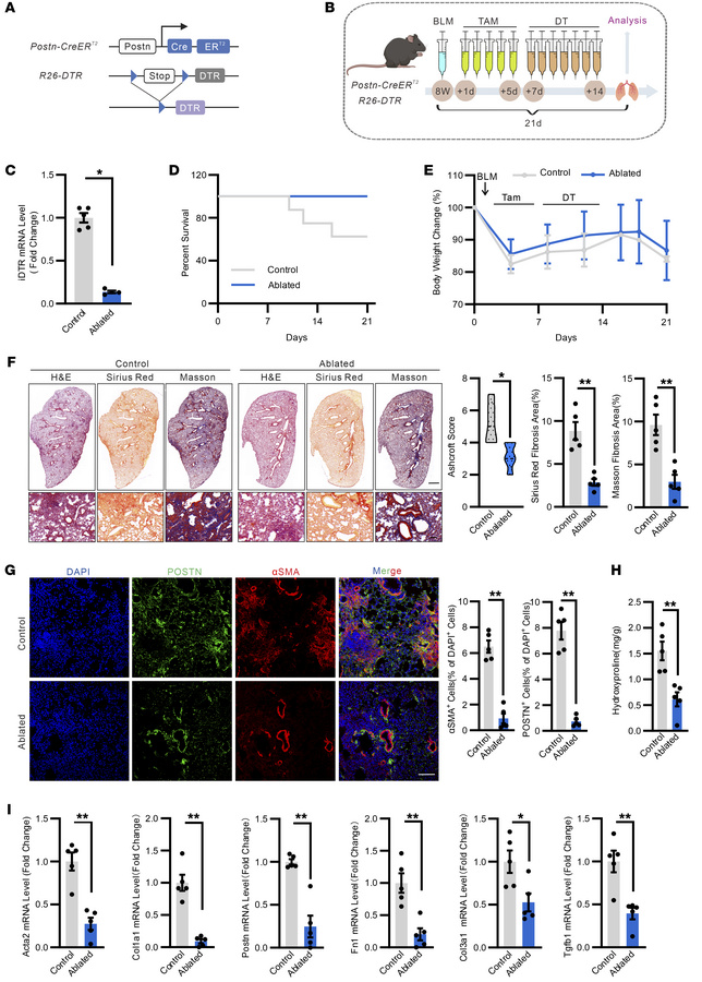 Postn+ cell ablation mitigates BLM-induced pulmonary fibrosis in mice.
(...
