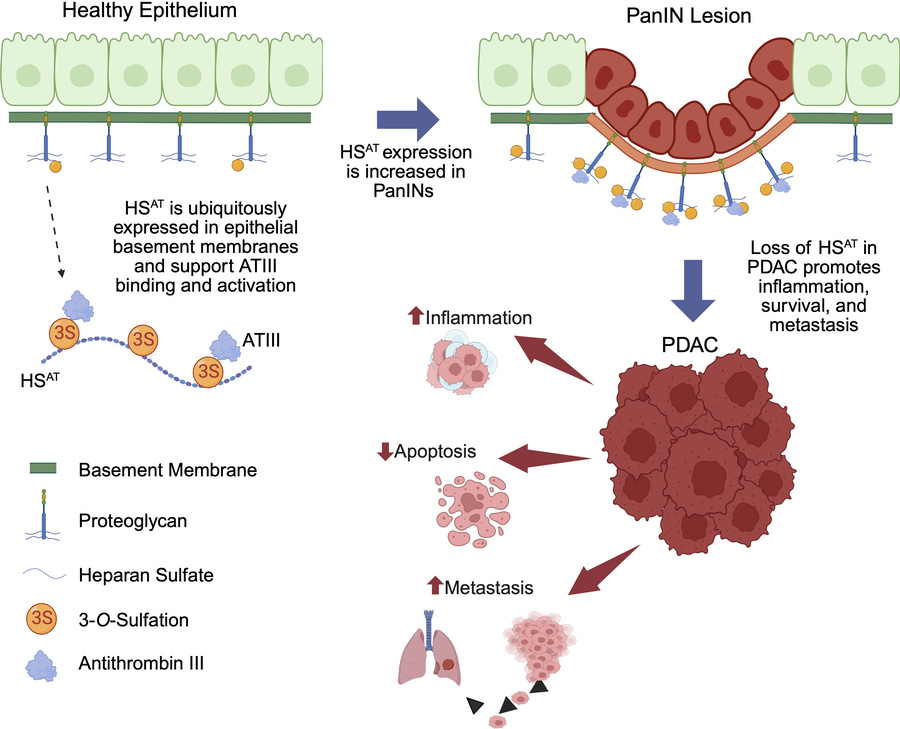 graphical abstract