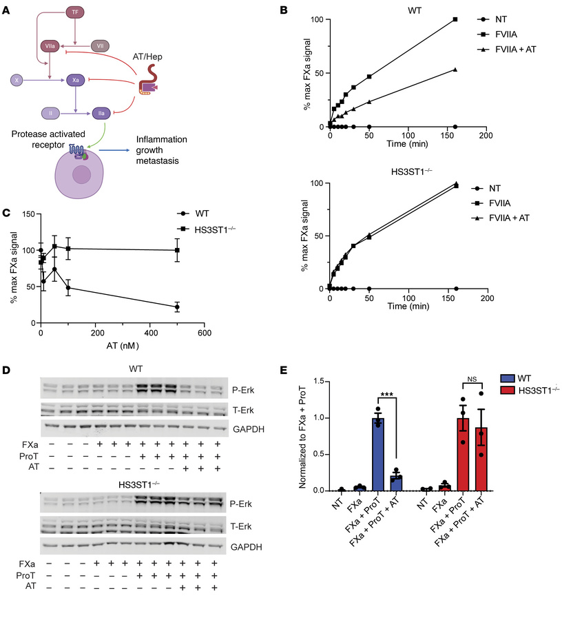 HSAT expression regulates TF/FVIIa activity and thrombin-induced PAR1 ac...