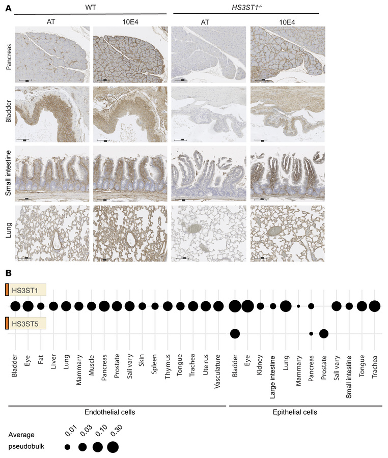 HSAT is expressed by epithelial cells across different organs.
(A) AT st...