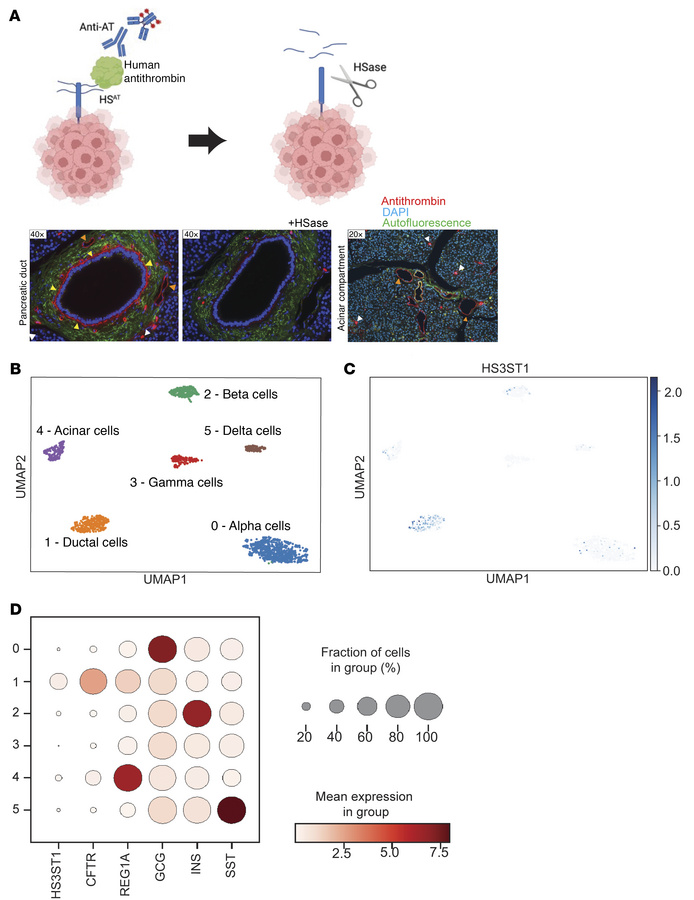 HSAT is expressed by ductal cells in the healthy pancreas.
(A) The graph...