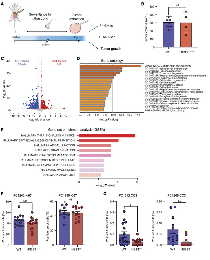 Loss of HSAT increases tumor inflammation and decreases apoptosis.
(A) S...