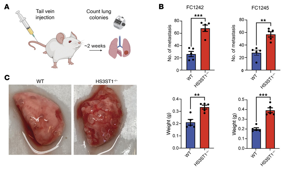 Loss of HSAT increases tumor metastatic seeding capacity.
(A) Schematic ...