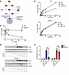 HSAT expression regulates TF/FVIIa activity and thrombin-induced PAR1 activ