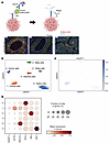HSAT is expressed by ductal cells in the healthy pancreas.