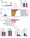 Loss of HSAT increases tumor inflammation and decreases apoptosis.
