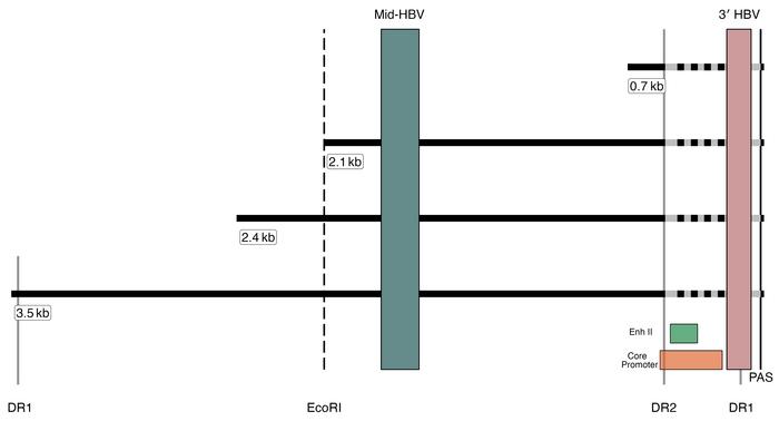Transcriptional map with human-virus chimeric breakpoints from liver tis...