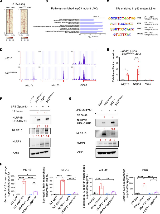 p53 mutant HSPCs show increased NLRP1 activation.
(A) LSK cells were sub...