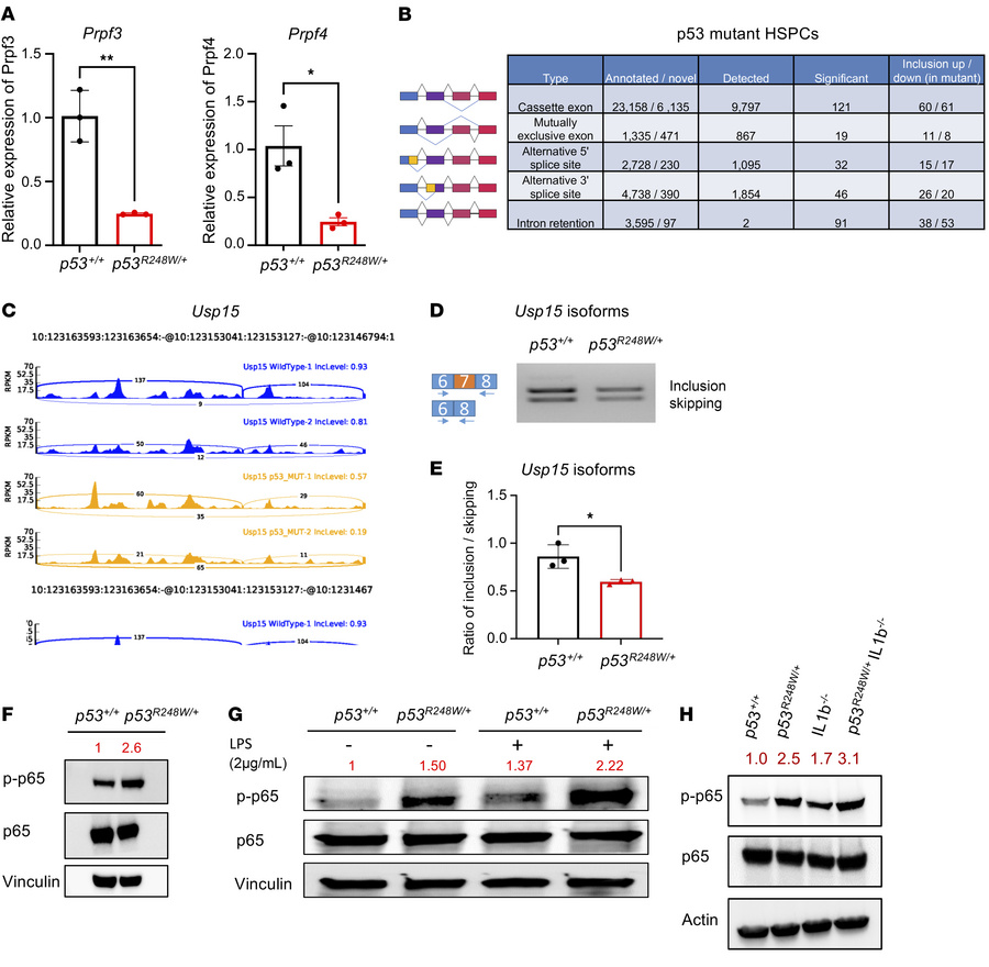 Murine HSPCs expressing mutant p53 display aberrant pre-mRNA splicing.
(...