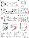 Inflammatory stress confers a competitive advantage to p53 mutant HSPCs.