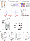 p53 mutant HSPCs show increased NLRP1 activation.
