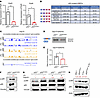 Murine HSPCs expressing mutant p53 display aberrant pre-mRNA splicing.