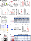 Human HSPCs and primary human MDS cells with TP53 mutations display dysregu