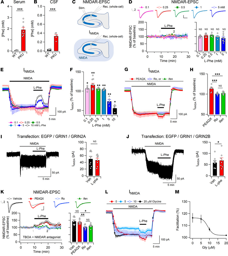 Submillimolar l-Phe increases GluN2B-NMDAR activity.
(A and B) Increased...