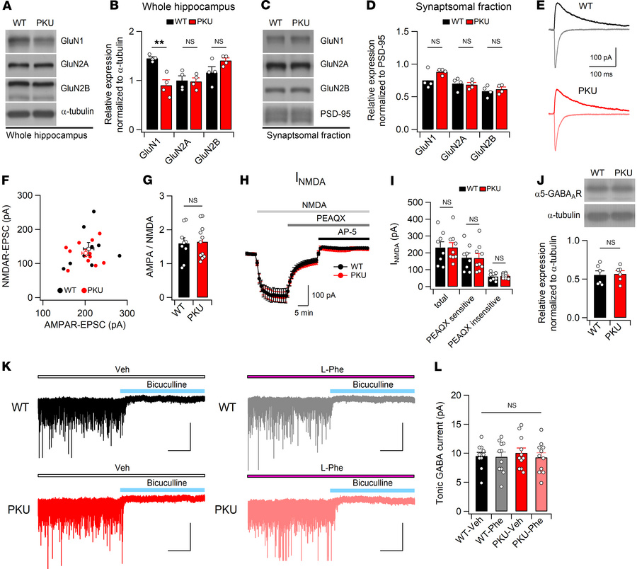 Normal NMDAR function and tonic GABAergic inhibition in the hippocampus ...