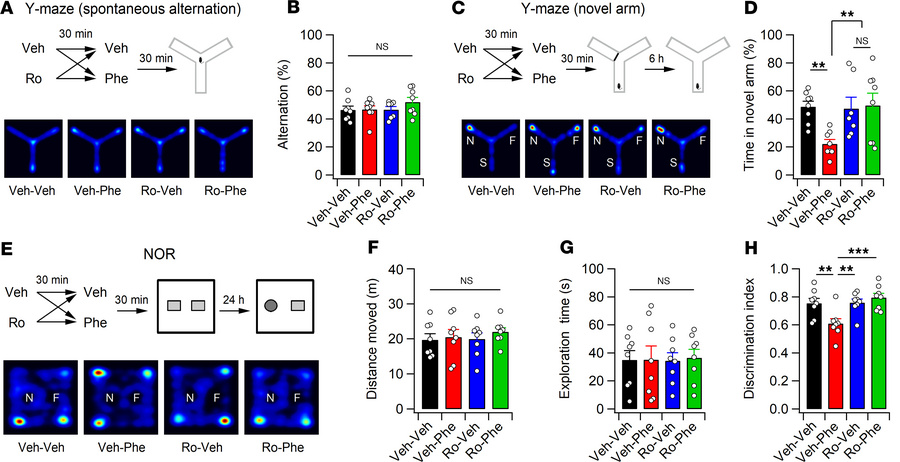 
l-Phe loading impairs learning in mice.
(A) Experimental design (top) a...