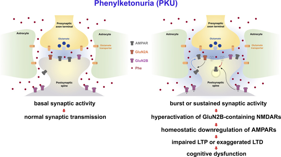 graphical abstract